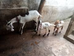 for sell bakri or 2 beachy contact number03155911647