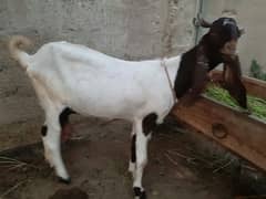 02 bakri hai or ek bakra