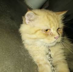 Urgent sale Golden colour triple coat Persian male for sale