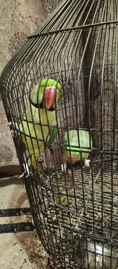 Kashmiri Raw Parrots For Sale