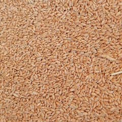 FRESH HARVESTED WHEAT (GANDUM) STOCK AVAILABLE FOR SALE