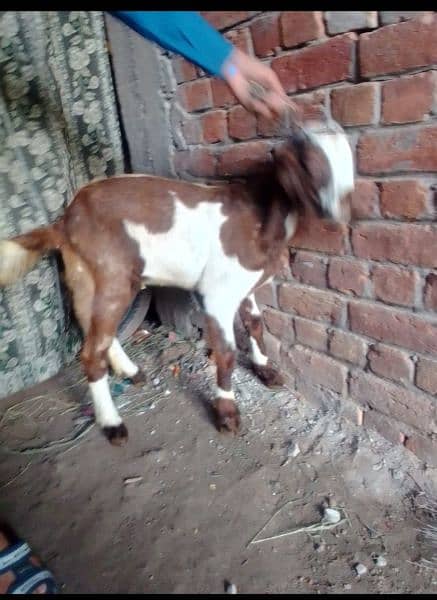 3 goats for sale 1