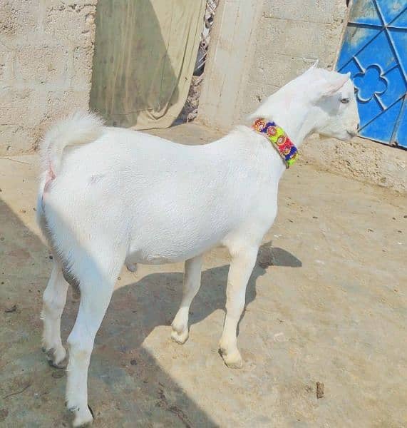 Zero size Gulabi Bakra 5