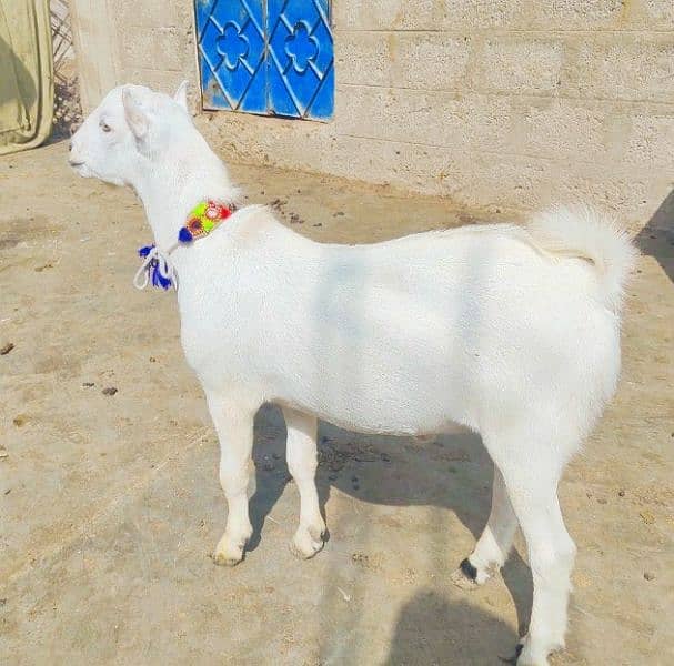 Zero size Gulabi Bakra 6