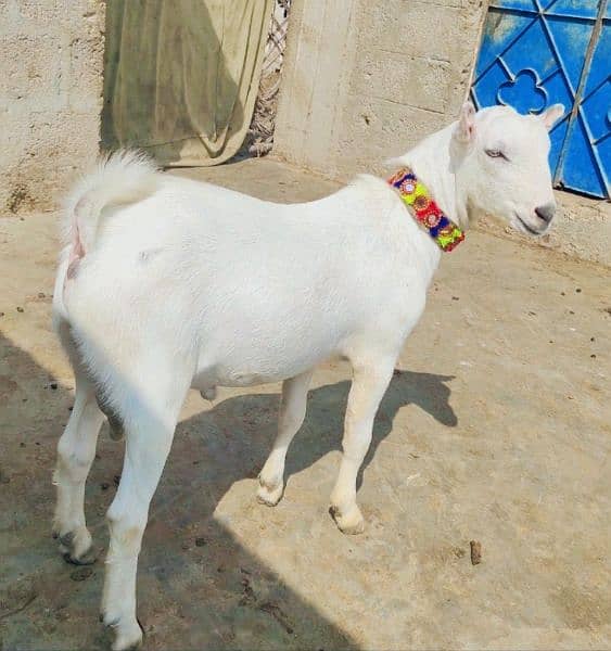 Zero size Gulabi Bakra 11