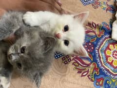 Persian kittens