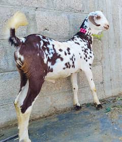 Golden Tapra Male Andu