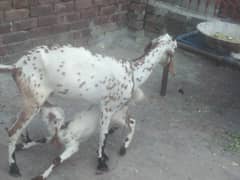 Desi bakri with female kid