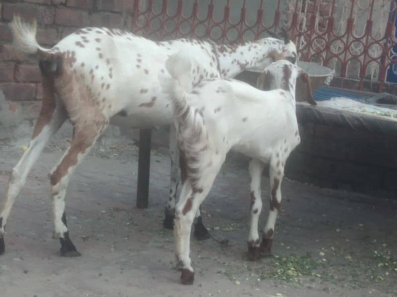 Desi bakri with female kid 1