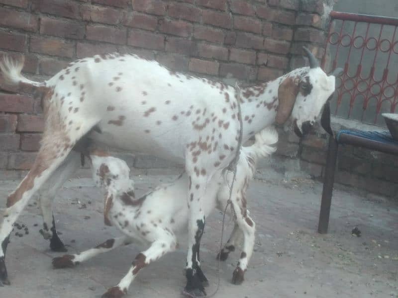 Desi bakri with female kid 2