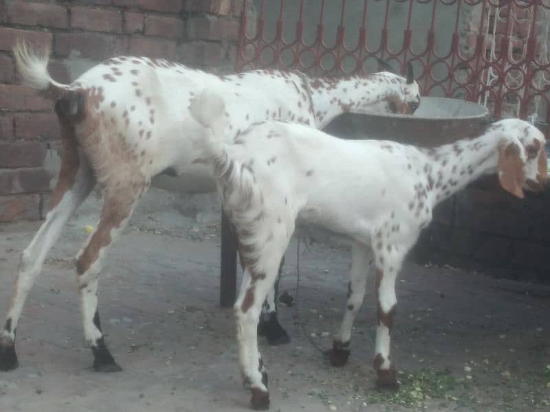 Desi bakri with female kid 3