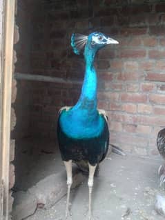 male and female peacock 2.5 year age and long wings are available