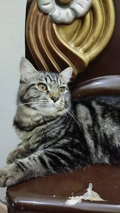 Persian kitten 6 month punch face washroom trained playful and healthy