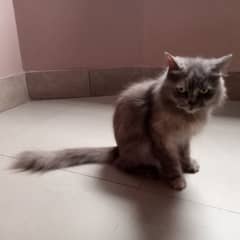 Persian Cat (URGENT SALE)