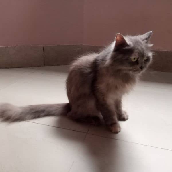 Persian Cat (URGENT SALE) Call on. 03092347148 1