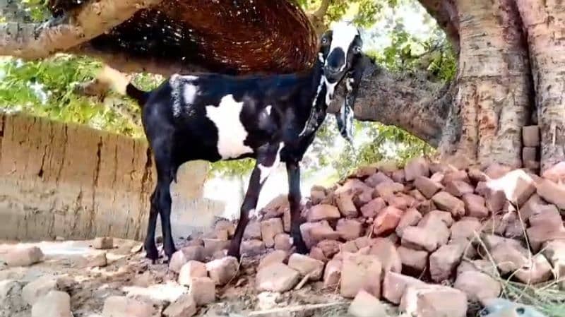 Desi bakri for sale 0