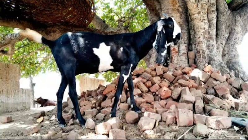 Desi bakri for sale 2