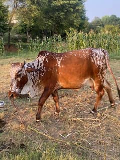 sahiwali cow 0327/799/8/6/19