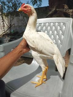 All Heera aseel Bird for sale