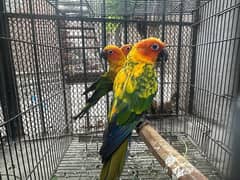 Sun Conure Adult Pieces Available in Lahore