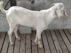 white goat/bakra