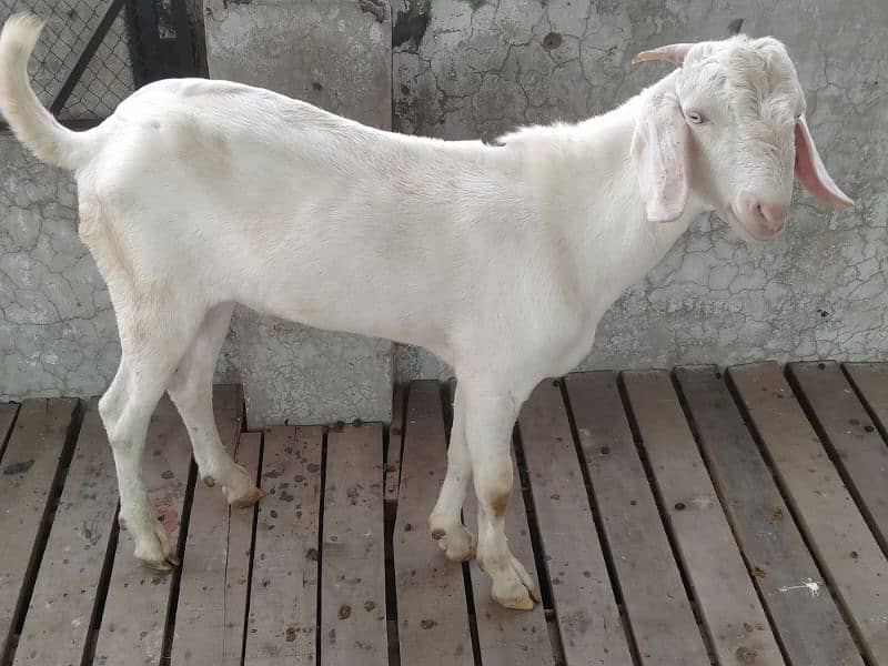 white goat/bakra 0