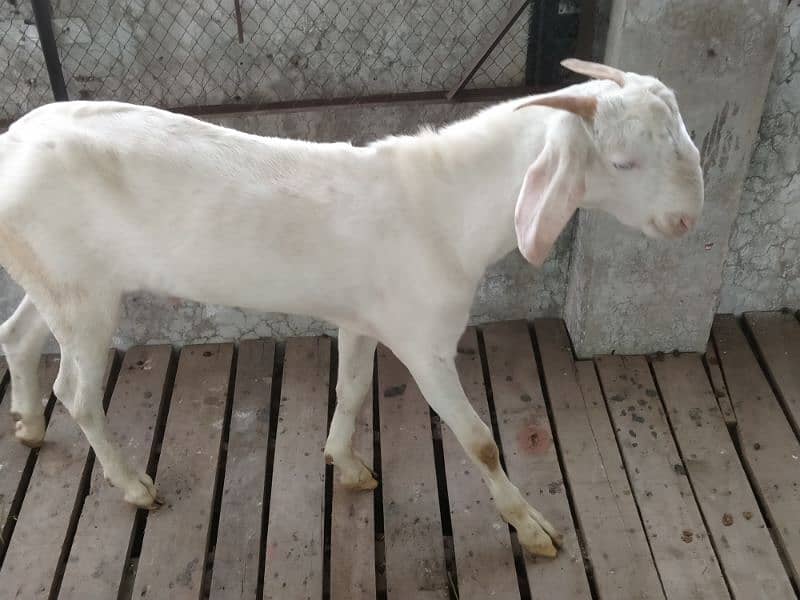 white goat/bakra 1