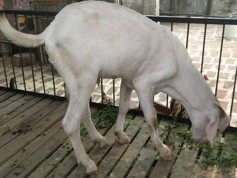 white goat/bakra 2