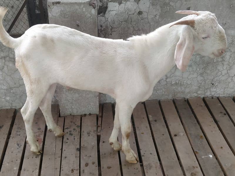 white goat/bakra 3