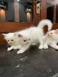 persian 3 kittens available for sale