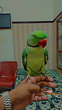 Kashmiri Raw Parrot