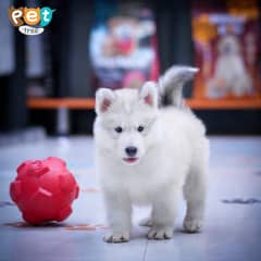 Husky Puppies | Cream Husky | Blue Eyes Husky | Odd Eyes