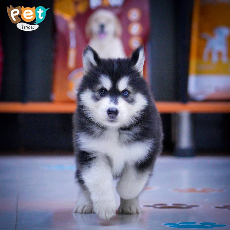 Husky Puppies | Cream Husky | Blue Eyes Husky | Odd Eyes 1