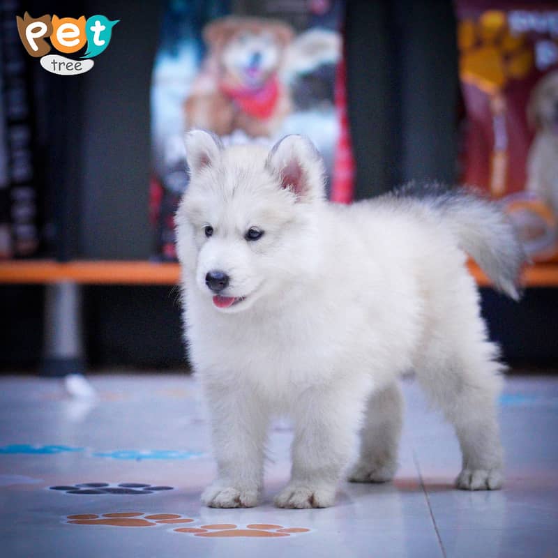 Husky Puppies | Cream Husky | Blue Eyes Husky | Odd Eyes 2