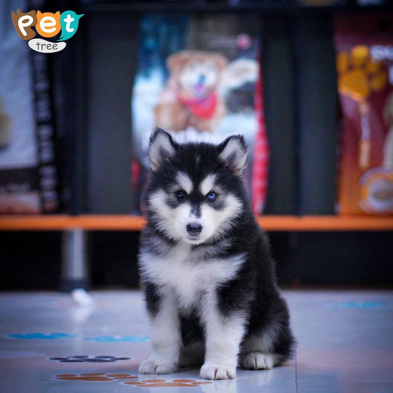 Husky Puppies | Cream Husky | Blue Eyes Husky | Odd Eyes 3