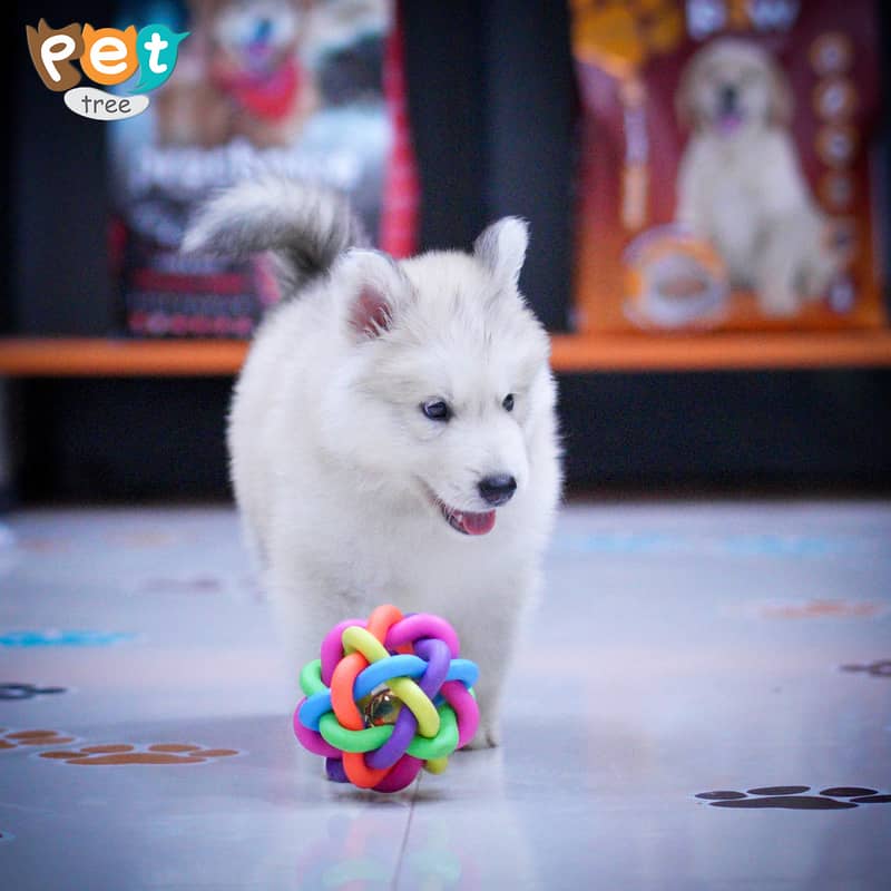 Husky Puppies | Cream Husky | Blue Eyes Husky | Odd Eyes 6