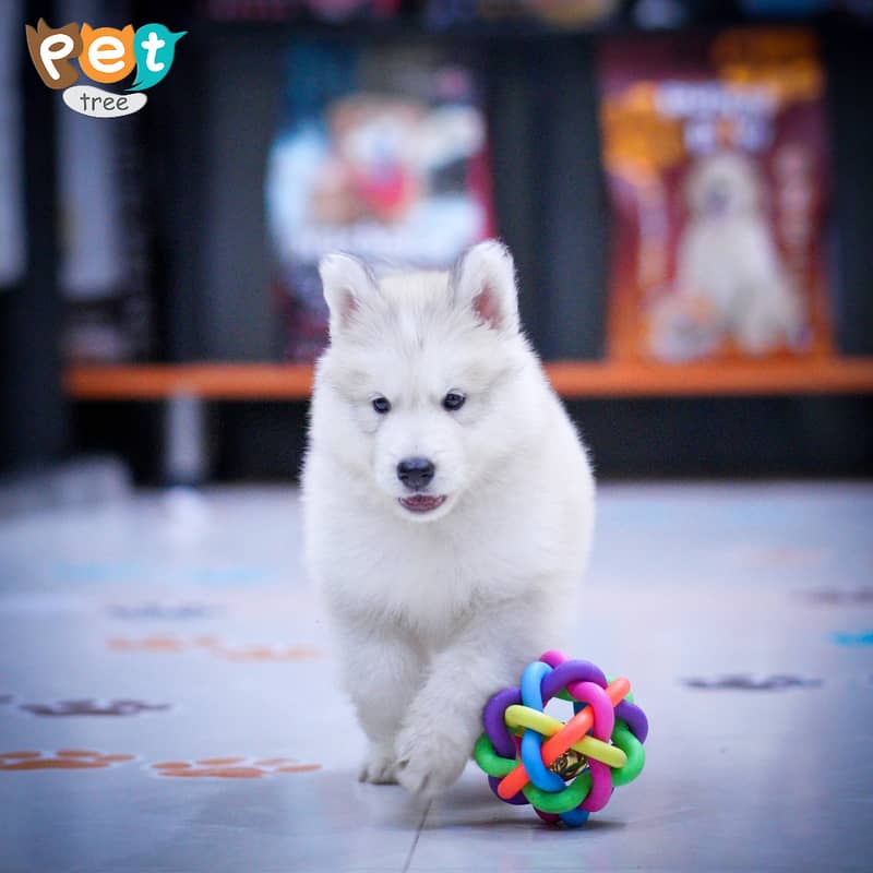 Husky Puppies | Cream Husky | Blue Eyes Husky | Odd Eyes 10