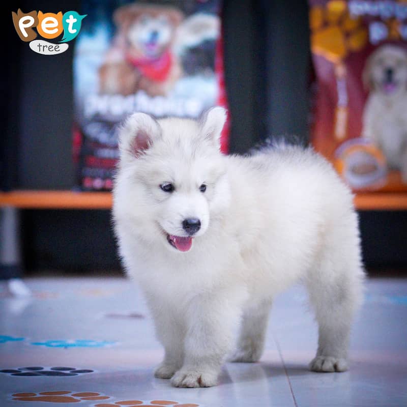 Husky Puppies | Cream Husky | Blue Eyes Husky | Odd Eyes 12