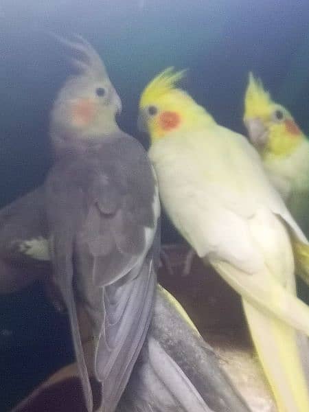 cocktails birds for sale with cage 10 pair full active 1