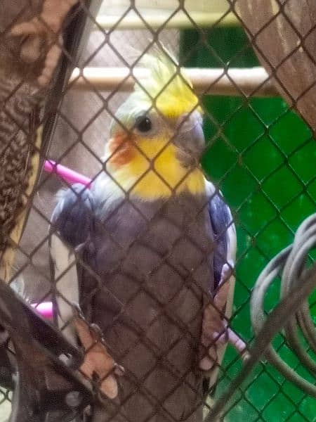 cocktails birds for sale with cage 10 pair full active 2