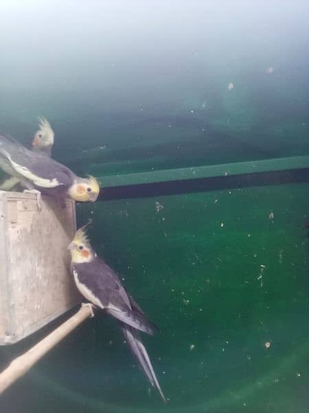 cocktails birds for sale with cage 10 pair full active 3