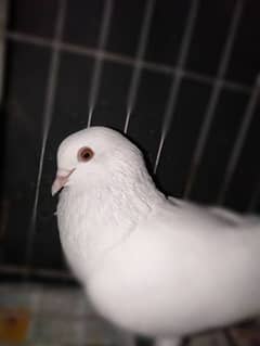 pigeon for sale urgent location wah cantt contact 03010220002 0