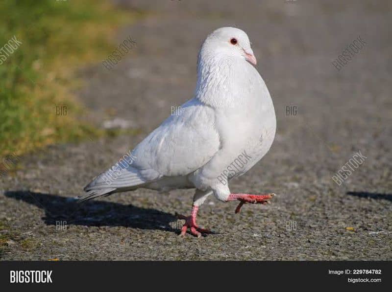 pigeon for sale urgent location wah cantt contact 03010220002 1