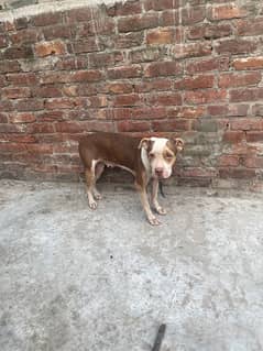 Pitbull female for sale