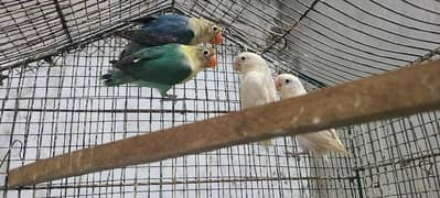 Fisher Lovebirds Confirm Breeder