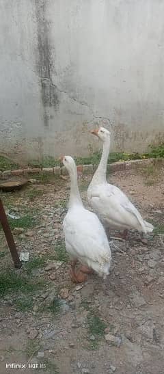 long neck ducks for sale