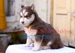 Siberian Husky Wolly Coat Pedigree Parents Puppies Available