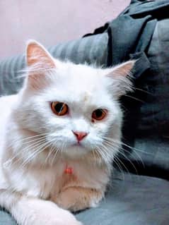 white colours Persian cat