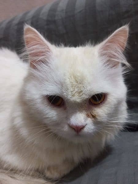 white colours Persian cat 2