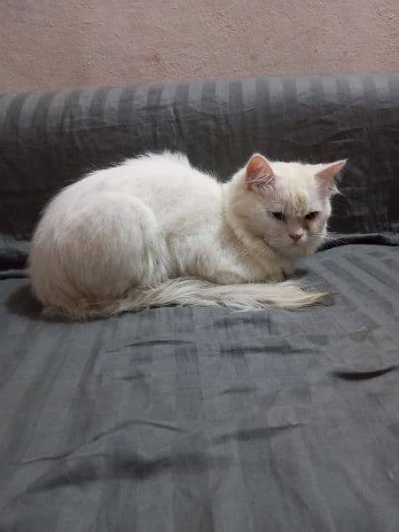 white colours Persian cat 3